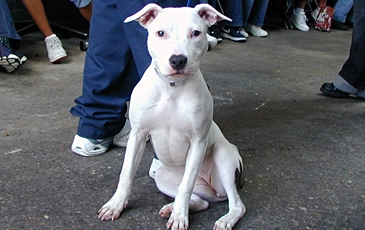 White Dog
